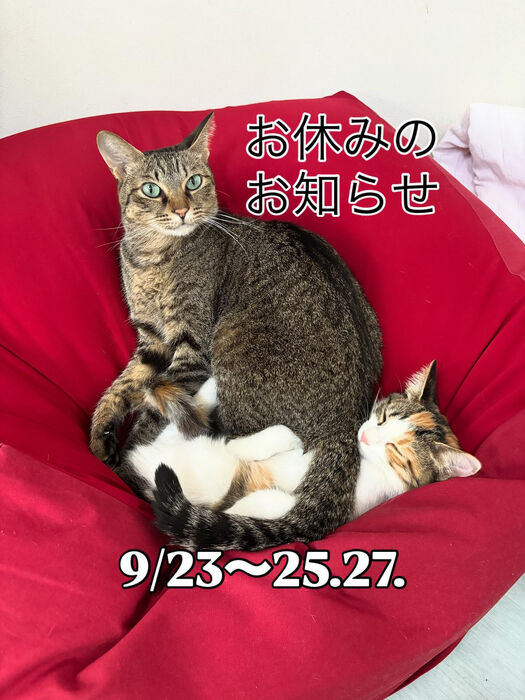 ブログ画像